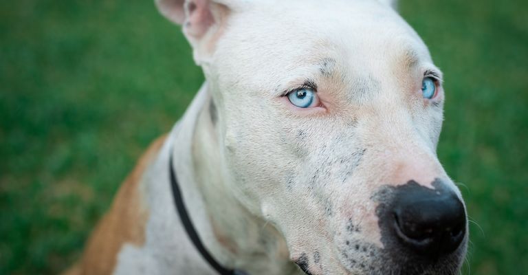 Pit Bull American Stafford dog portrait in green background. Blue eyes in close up. Beautiful white and brown dog. Dog is looking at the camera. Lovely dog with beautiful look