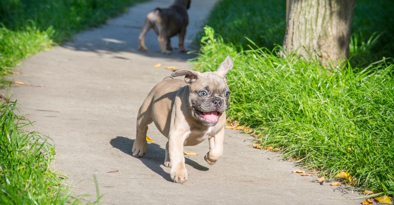 In the summer, on the grass paths, a small puppy of the French bulldog.