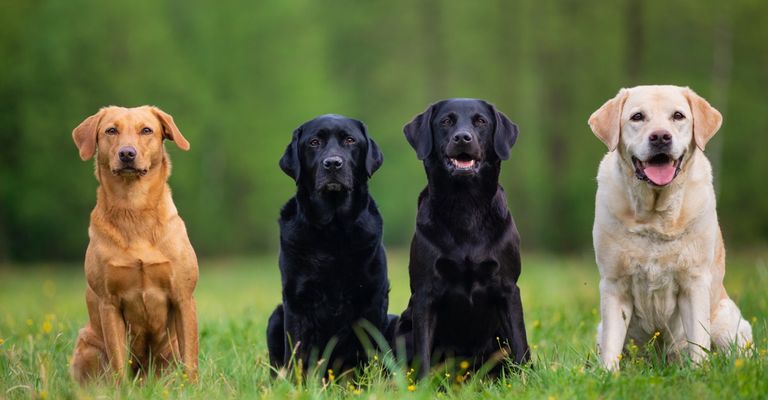 4 Labrador retriever dogs in grass, brown, beige and black