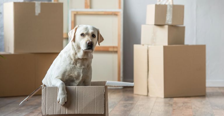 Cute Labrador dog sits in a box in the new house, relocation concept