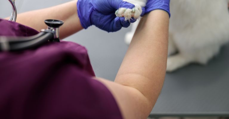 A confident doctor examines a cat's paw in a modern veterinary clinic