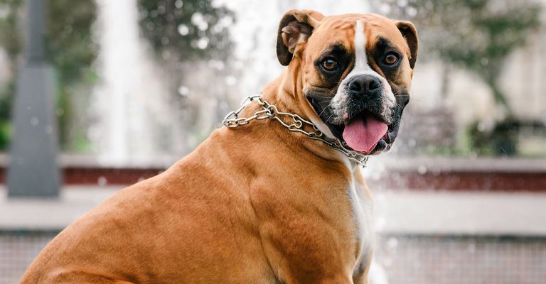 Boxer dog on the background of the fountain