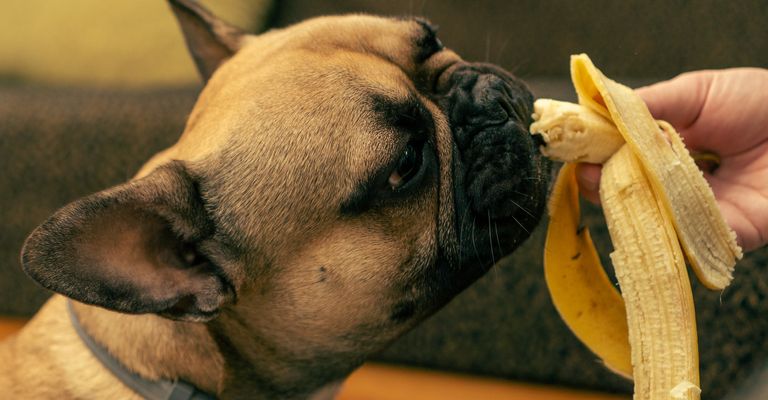 A French bulldog eats a banana
