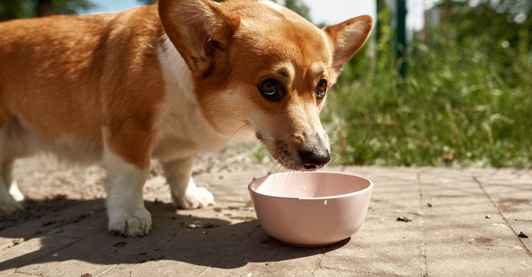 Beautiful corgi dog eating from a bowl on the sidewalk in a blurry green outdoor park. Focused dog with white and red hair looking away. Human friend. Pet lifestyle. Sunny summer day