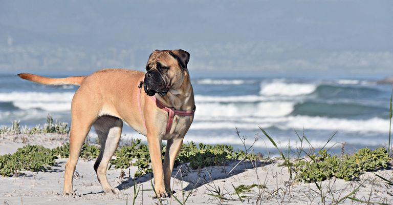 Close up of boer boel on beach