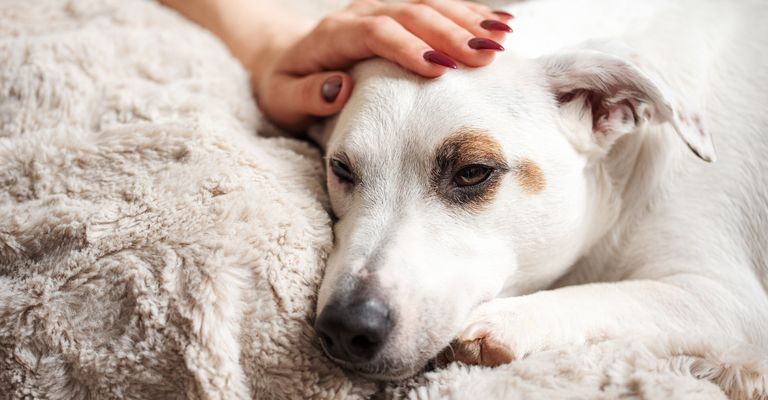 A woman's hand touches a cute, relaxed Jack Russell dog. The atmosphere of a cozy home. A terrier lies on a gray blanket.