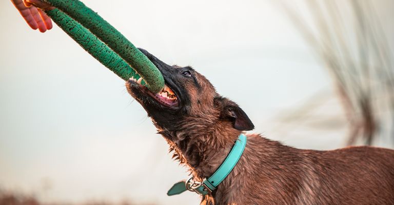 Playing with a Malinois dog