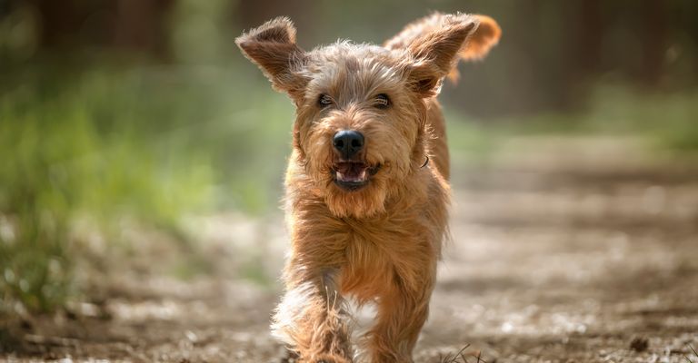 Basset Fauve de Bretagne dog runs in the forest with raised paw directly towards the camera