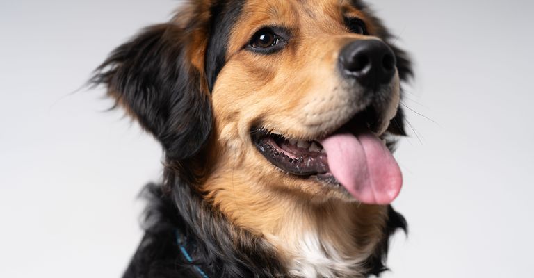 Side view of English shepherd dog