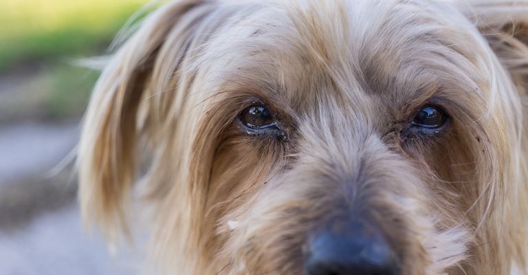 Sad dog eyes, bleak picture, cold colors. Perhaps he is asking for help