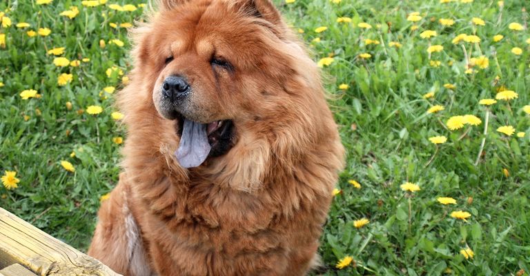 Chow chow dog. Summertime.