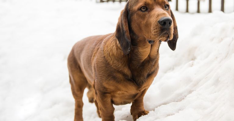 Alpine badger in the snow, brown small hunting dog from Austria with floppy ears and short coat
