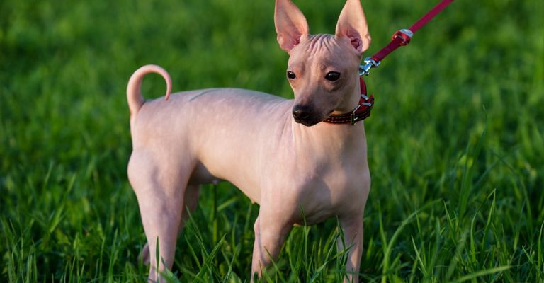 American Hairless Terrier naked dog on grass