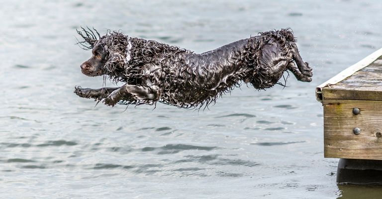 Boykin Spaniel bounces in the water