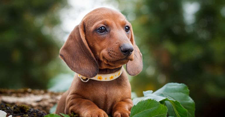 Dog,Mammal,Vertebrate,Canidae,Dog breed,Carnivore,Puppy,Snout,Companion dog,Dachshund,