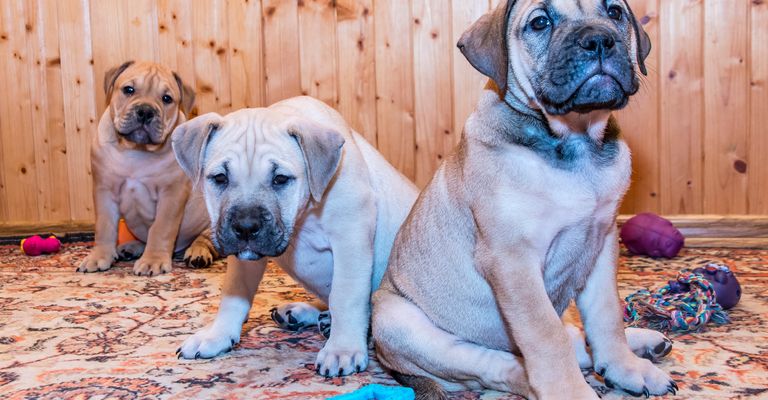 Dog,Blue,Plant,Carnivore,Dog breed,Companion dog,Fawn,Muzzle,Wrinkles,Sporting group,