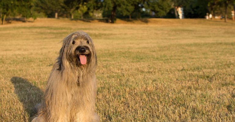 Dog,carnivore,dog breed,tree,grass,companion dog,plant,canidae,grassland,sporting group,