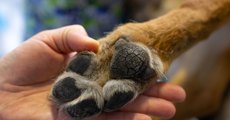 Hand, dog breed, finger, carnivore, fawn, whiskers, muzzle, felidae, nail, close up,