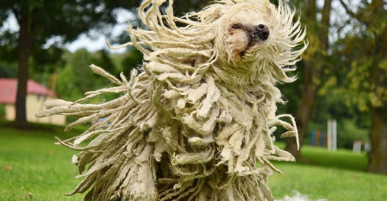 Komondor with dreadlocks, Hungarian shepherd dog, herding dog, shepherd dog from Hungary, dog breed from Hungary, Hungarian dog with white fur, dog with curls, dog with long white fur, very large breed, wischmoph dog