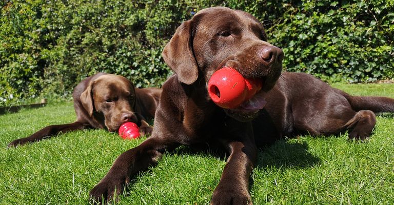 Recipes for the red Kong for Labrador and large dog breeds, brown Labrador loves Kong, Kong fill how to do it