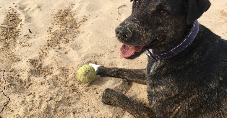 Cursinu, French dog breed, brindle dog breed, dog with tiger colour and white mark, herding dog from Corsica, dog breed from France, dog on sand, dog breed on STrand with a tennis ball