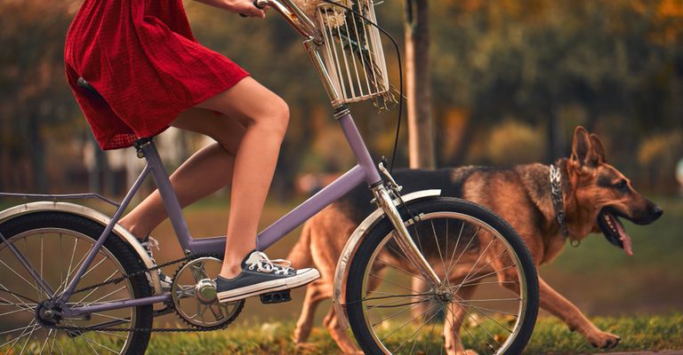 Shepherd dog cycling with owner