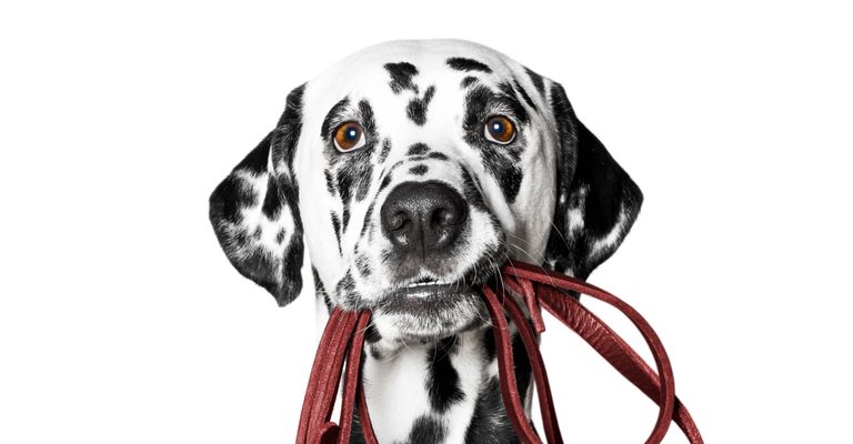 Dog,Dalmatian,Canidae,Mammal,Dog breed,Carnivore,Non-Sporting Group,Dog collar,Snout,Great dane,