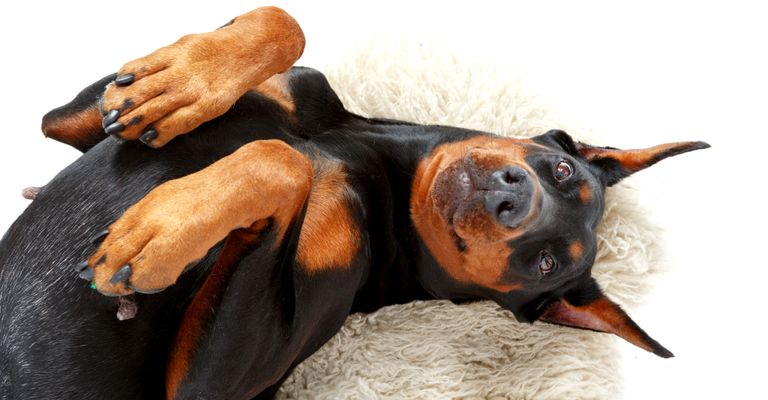 Canidae,Dog,Dog breed,Dobermann,Snout,Pinscher,Carnivore,Guard dog,Rottweiler,Paw,