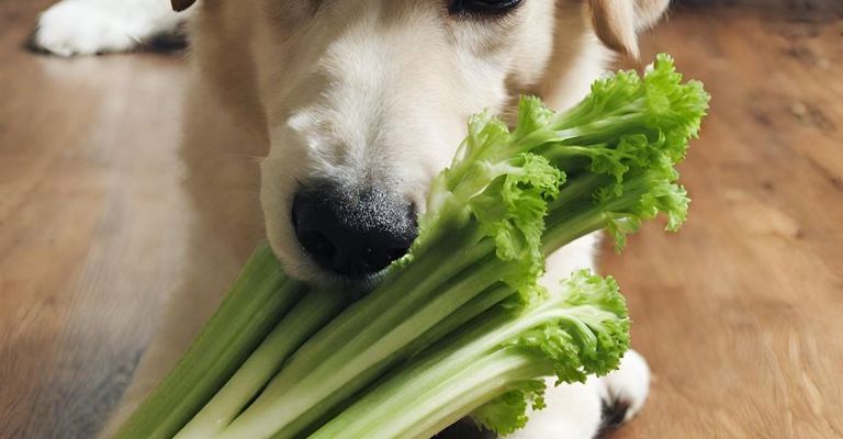 Food,dog,ingredient,carnivore,leafy vegetables,fawn,companion dog,plant,dog breed,natural food,