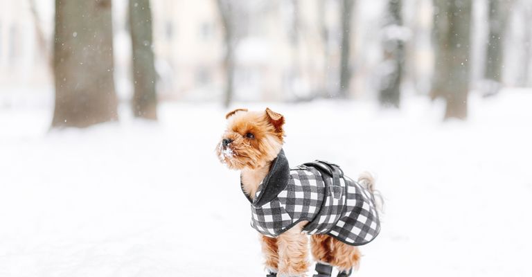 Dog shoes in snow, dog coat, small dog breed wearing four dog shoes, paw protection grey