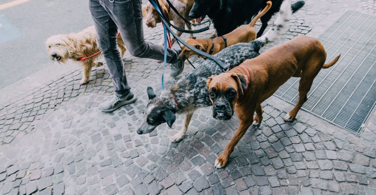 Dog,Canidae,Dog breed,Carnivore,Sporting Group,Sidewalk,Leash,Street,Fawn,Street dog,