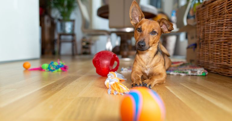 Dog,Canidae,Dog toy,Dog breed,Floor,Ball,Carnivore,Flooring,Dachshund,Companion dog,