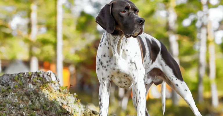 English Pointer in the forest