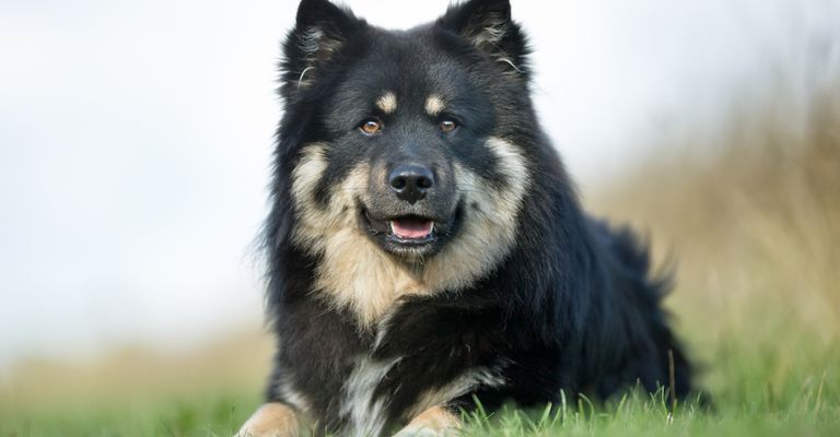 Dog,carnivore,dog breed,sky,companion dog,muzzle,herding dog,grass,working animal,canidae,