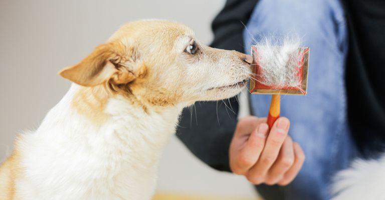 Brush out dog's undercoat, Furminator for dog's undercoat, Thin out dog's hair, Dog loses a lot of hair