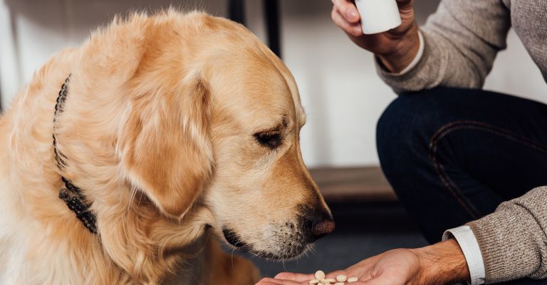 Hand,dog,carnivore,gesture,dog breed,companion dog,fawn,muzzle,working animal,sporting group,