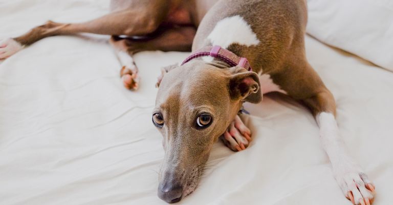 italian greyhound name windplay lies on a bed, small brown dog with white spots, dog racing dog, greyhound