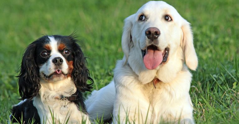 King Charles Spaniel and Labrador lying in the grass King Charles Spaniel and Labrador lying in the grass