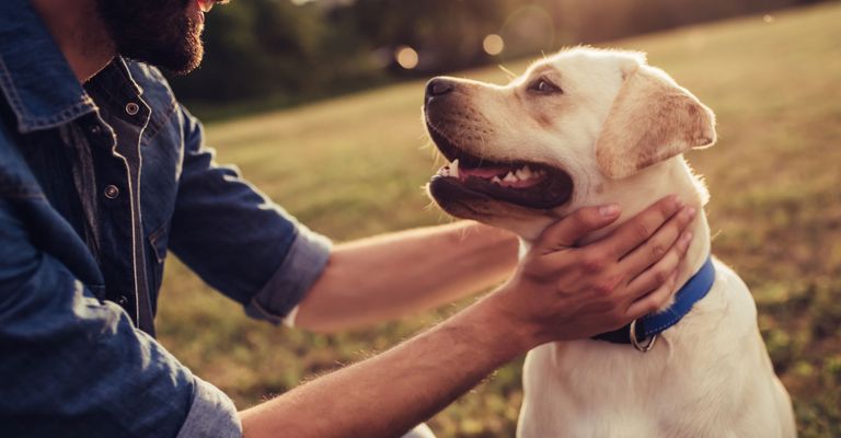 Labrador with owner Dog,Canidae,Mammal,Dog breed,Labrador retriever,Snout,Carnivore,Companion dog,Sporting Group,Retriever,