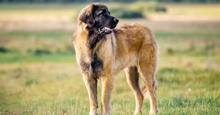 Leonberger on the field