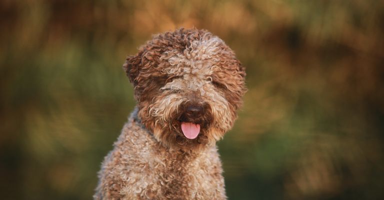 italian Lagotto Romagnolo in light brown and dark brown, dog with curls, curly coat, truffle hunting dog