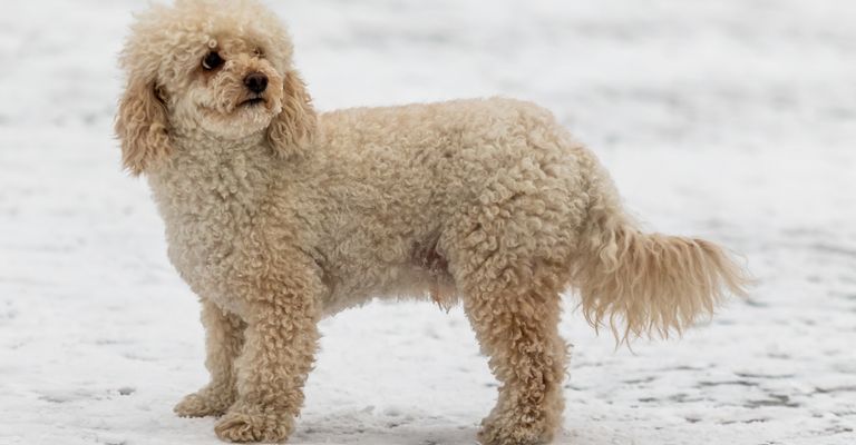 Dog, water dog, carnivore, dog breed, fawn, companion dog, working dog, poodle, muzzle, tail,