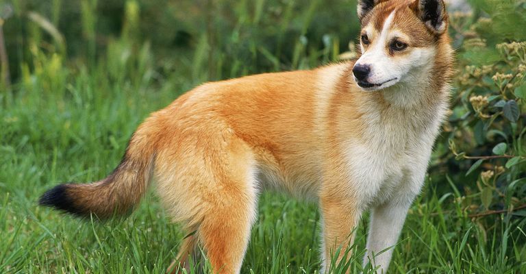 Dog breed, carnivore, fawn, land animal, companion dog, plant, muzzle, tail, grass, whiskers,