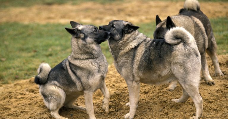 Dog,vertebrate,carnivore,dog breed,mammal,working animal,sporting group,land animal,working dog,keeshond,