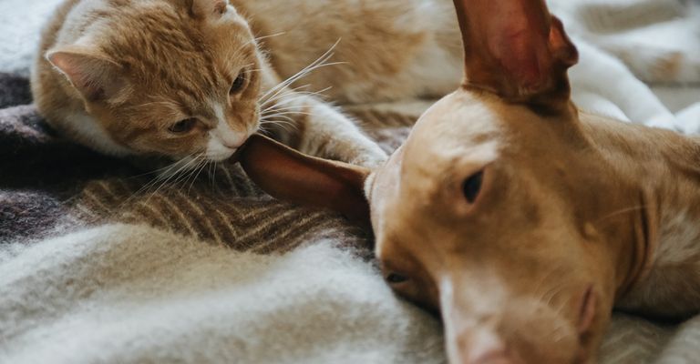 Pharaoh dog with cat in bed, dog and cat are friends, brown medium dog with little hair and very big ears, prick ears