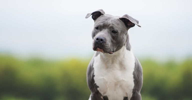 Portrait of muscular blue dog. American Staffordshire Terrier on blurred background