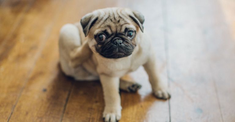 Dog,Pug,Mammal,Vertebrate,Canidae,Dog breed,Skin,Companion dog,Snout,Puppy,