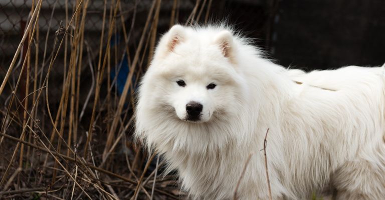 Dog,Spitz,Carnivore,Dog breed,German spitz,German spitz medium,Whiskers,Companion dog,German spitz small,Sporting group,