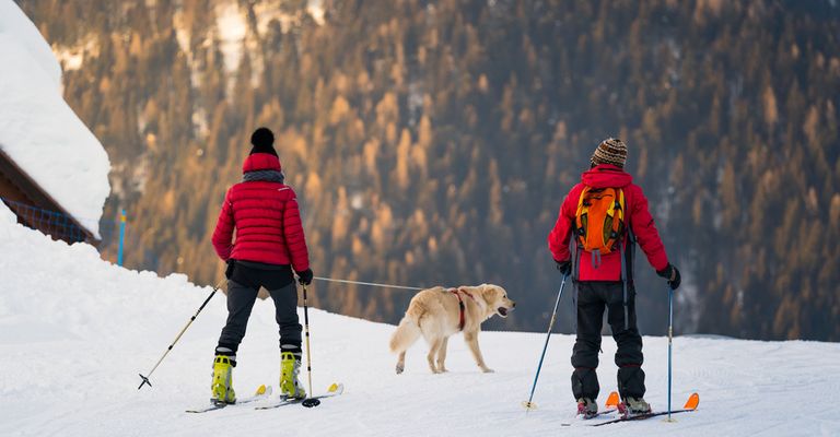 Skiing with a dog, how to ski with a dog, winter sports with a dog, cross-country skiing with a dog, golden retriever on a leash in the snow, ski resorts with a dog