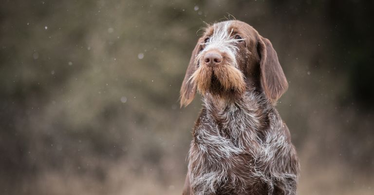 Spinone Italiano young dog, Italian rough haired pointing dog, dog with rough coat, wire haired coat, medium length coat, brown grey dog from Italian, Italian dog breed, dog similar to German Wirehaired, Italian Pointer